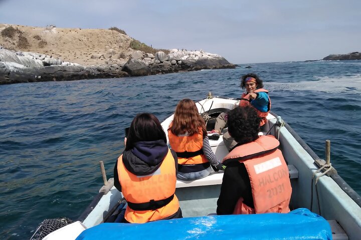 Private boat trip to see penguins from Valparaíso Cachagua Island