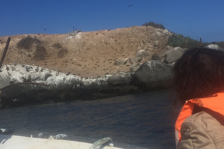 Private boat trip to see penguins from Valparaíso Cachagua Island