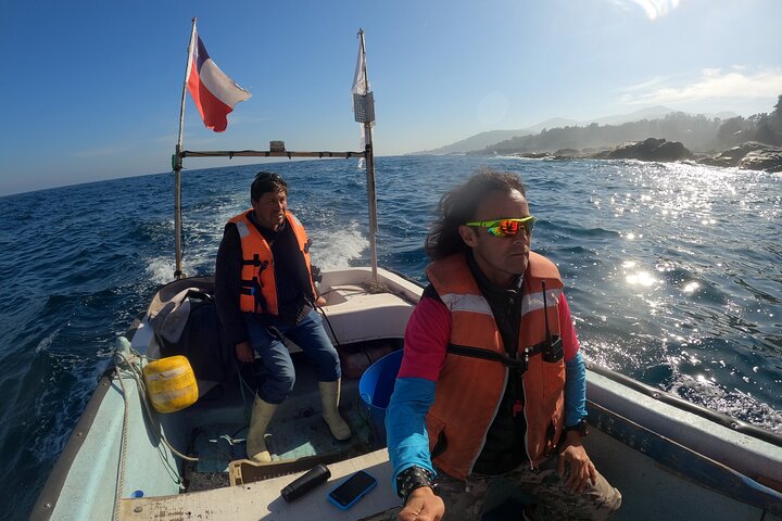 Private boat trip to see penguins from Valparaíso Cachagua Island
