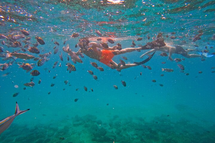 Private Snorkeling with turtles in Fujairah