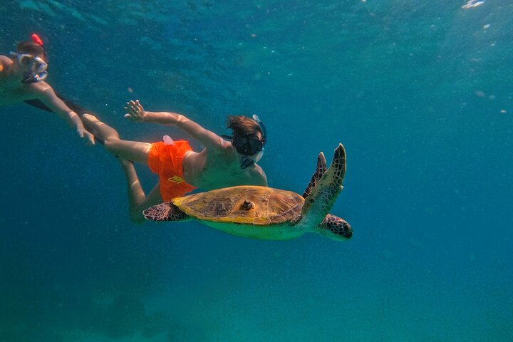 Private Snorkeling with turtles in Fujairah