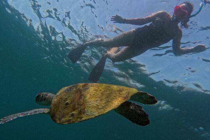 Private Snorkeling with turtles in Fujairah