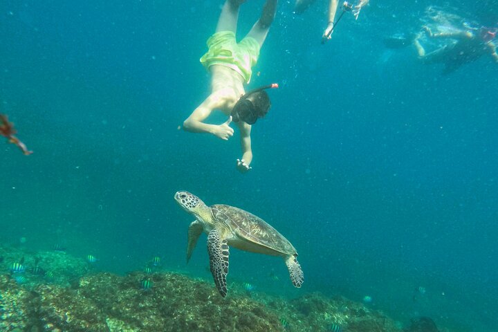 Private Snorkeling with turtles in Fujairah