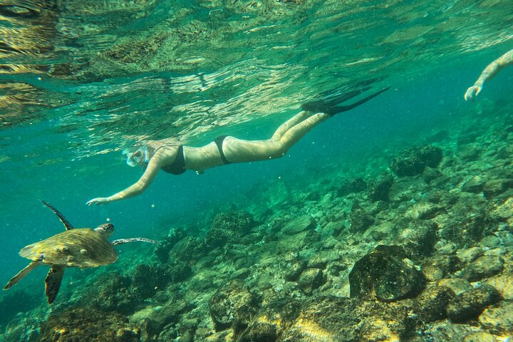 Private Snorkeling with turtles in Fujairah