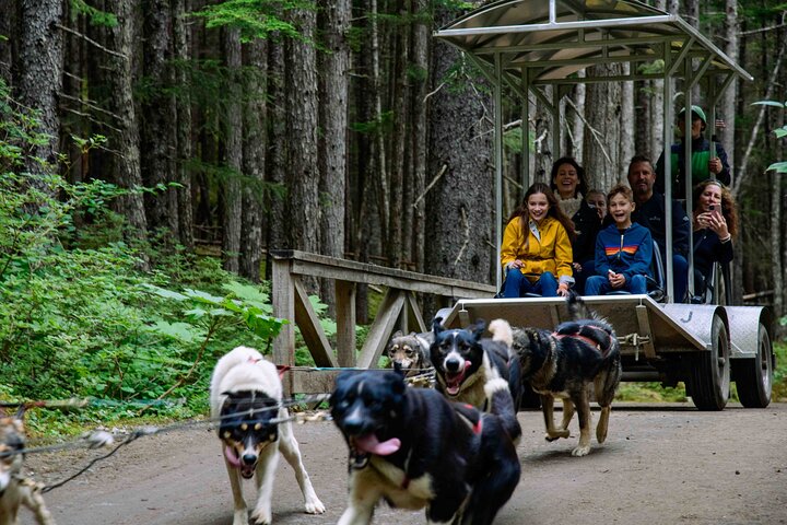 Musher's Camp® & Sled Dog Adventure in Skagway