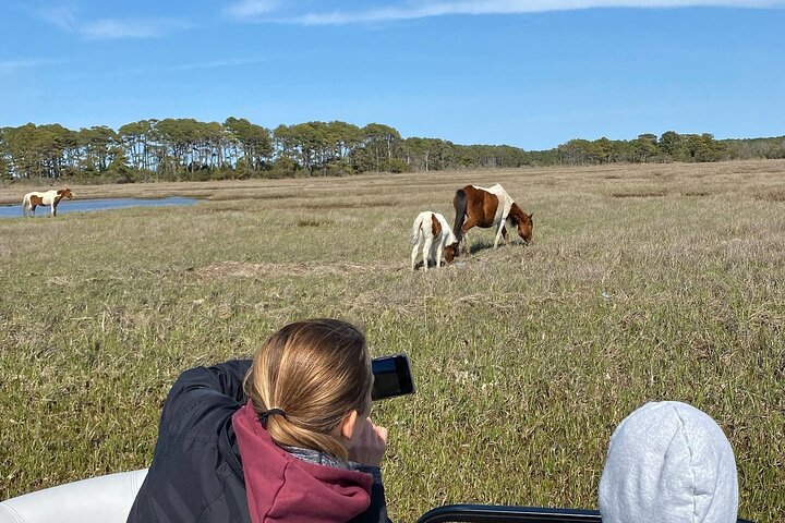 Chincoteague's Up The Bay Pony and Wildlife Tour by Boat