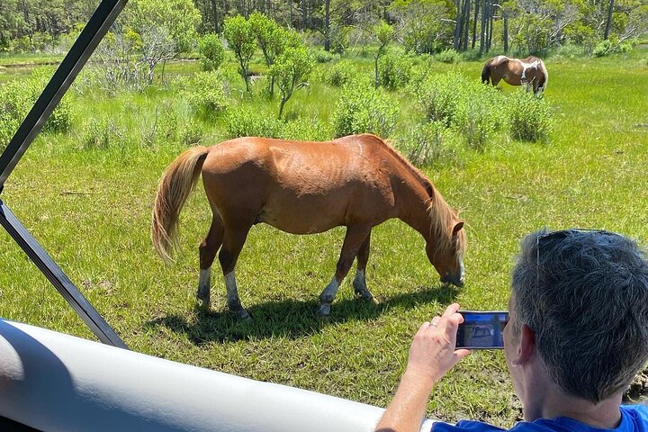 Chincoteague's Up The Bay Pony and Wildlife Tour by Boat
