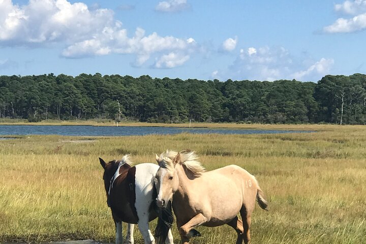 Chincoteague's Up The Bay Pony and Wildlife Tour by Boat