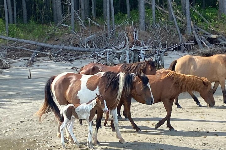 Chincoteague's Up The Bay Pony and Wildlife Tour by Boat