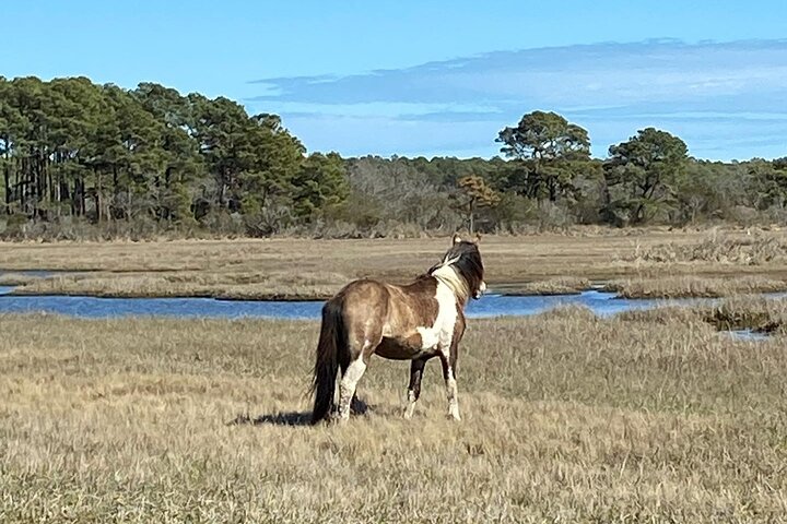 Chincoteague's Up The Bay Pony and Wildlife Tour by Boat