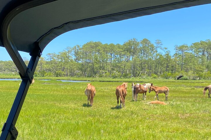 Chincoteague's Up The Bay Pony and Wildlife Tour by Boat