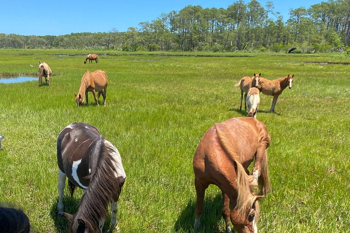 Chincoteague's Up The Bay Pony and Wildlife Tour by Boat