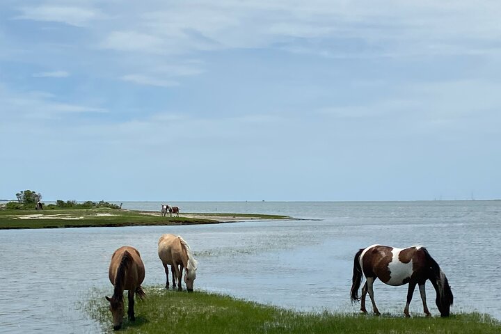 Chincoteague's Up The Bay Pony and Wildlife Tour by Boat