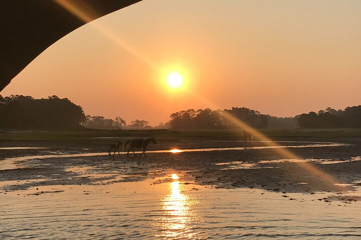 Chincoteague's Up The Bay Pony and Wildlife Tour by Boat