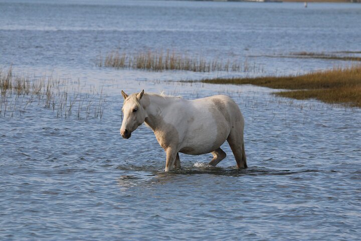 Chincoteague's Up The Bay Pony and Wildlife Tour by Boat