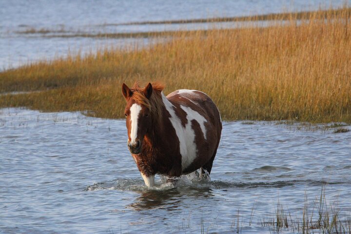 Chincoteague's Up The Bay Pony and Wildlife Tour by Boat