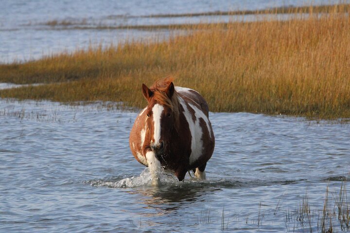 Chincoteague's Up The Bay Pony and Wildlife Tour by Boat