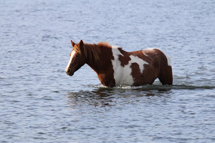 Chincoteague's Up The Bay Pony and Wildlife Tour by Boat