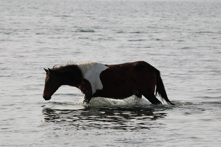 Chincoteague's Up The Bay Pony and Wildlife Tour by Boat