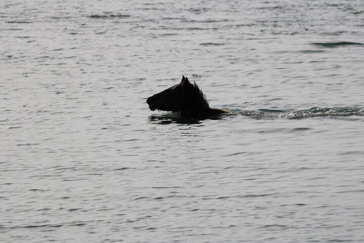Chincoteague's Up The Bay Pony and Wildlife Tour by Boat