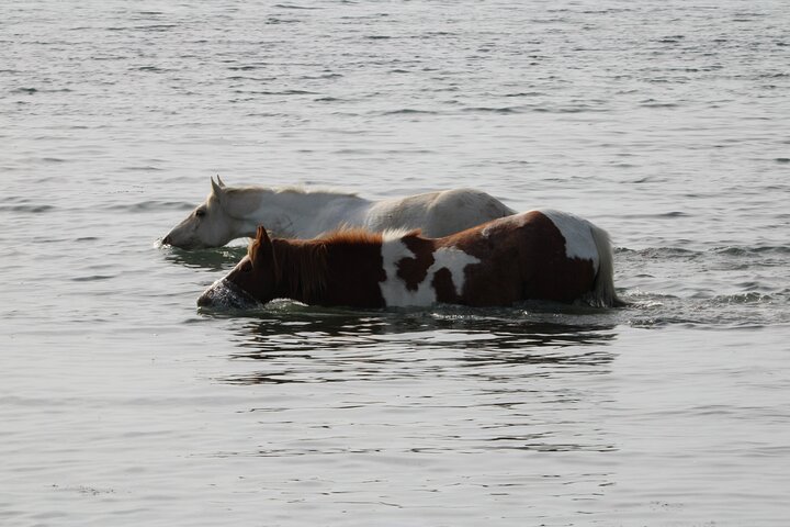 Chincoteague's Up The Bay Pony and Wildlife Tour by Boat