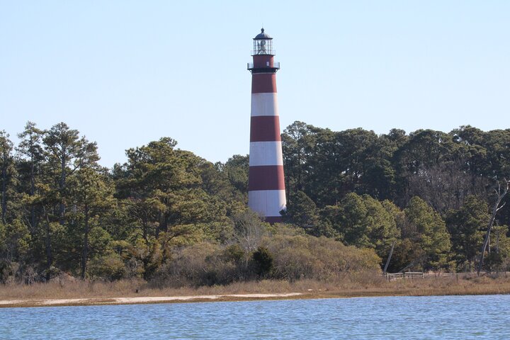 Chincoteague's Up The Bay Pony and Wildlife Tour by Boat