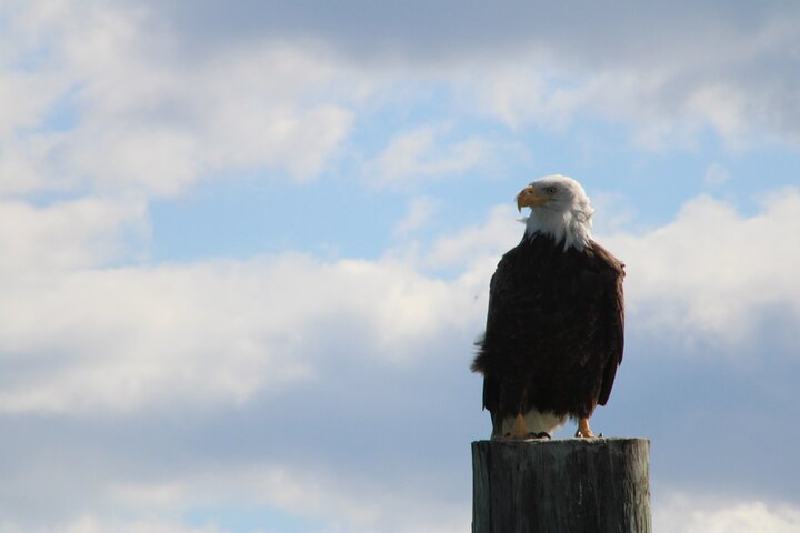 Chincoteague's Up The Bay Pony and Wildlife Tour by Boat