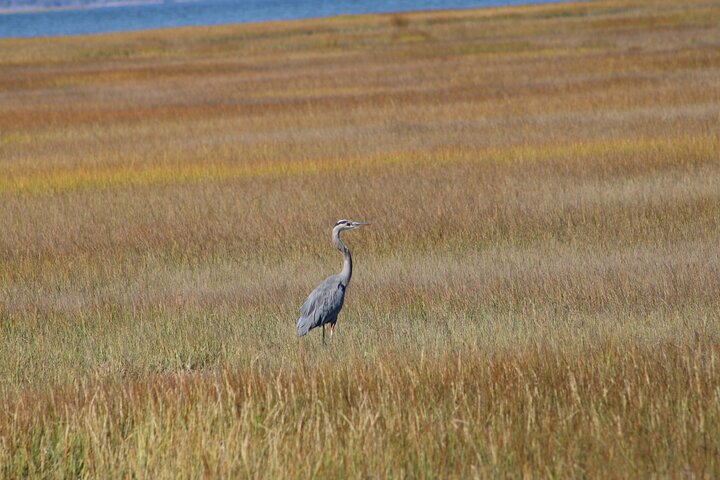 Chincoteague's Up The Bay Pony and Wildlife Tour by Boat