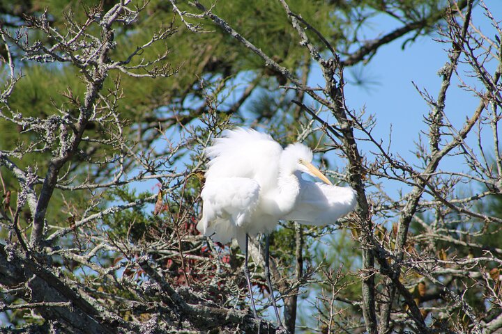 Chincoteague's Up The Bay Pony and Wildlife Tour by Boat