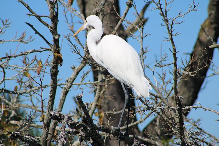 Chincoteague's Up The Bay Pony and Wildlife Tour by Boat