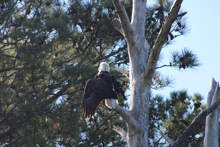 Chincoteague's Up The Bay Pony and Wildlife Tour by Boat