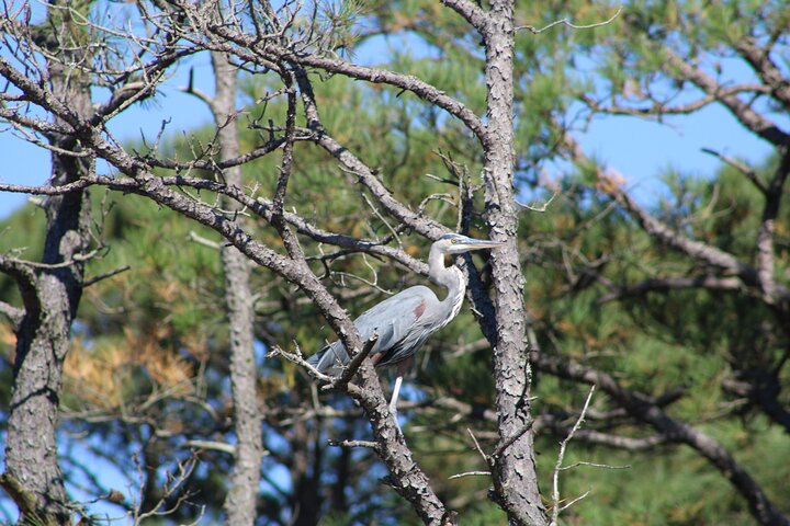 Chincoteague's Up The Bay Pony and Wildlife Tour by Boat