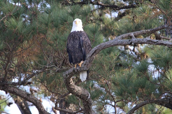 Chincoteague's Up The Bay Pony and Wildlife Tour by Boat