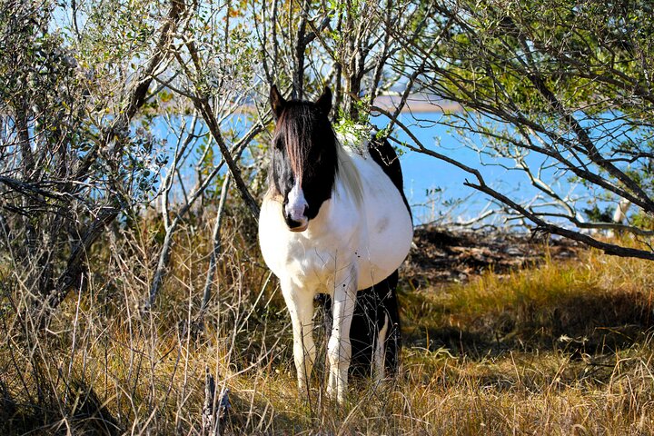 Chincoteague's Up The Bay Pony and Wildlife Tour by Boat