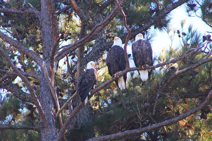 Chincoteague's Up The Bay Pony and Wildlife Tour by Boat
