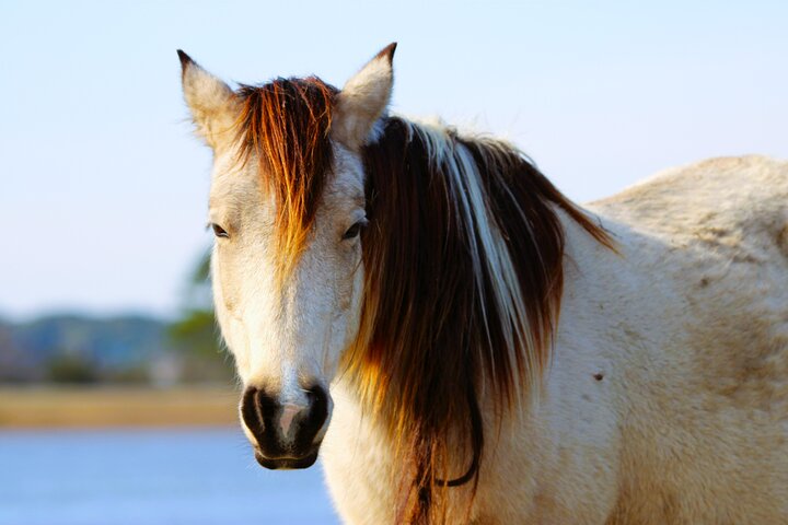 Chincoteague's Up The Bay Pony and Wildlife Tour by Boat