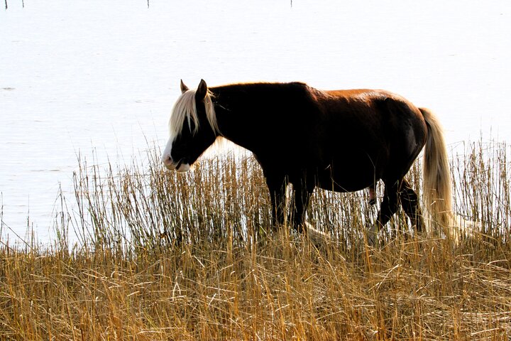 Chincoteague's Up The Bay Pony and Wildlife Tour by Boat