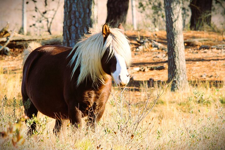 Chincoteague's Up The Bay Pony and Wildlife Tour by Boat
