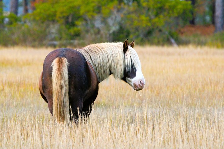 Chincoteague's Up The Bay Pony and Wildlife Tour by Boat