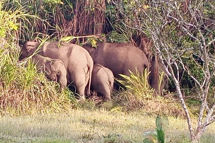 Green Magic Day Tour to Munnar