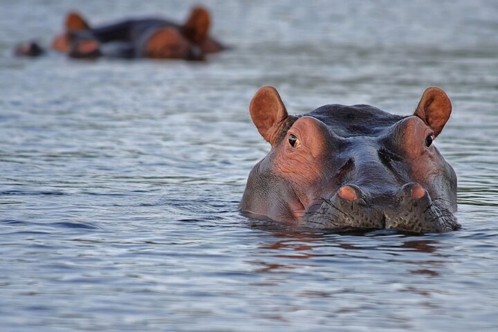 Dar es Salaam: 1-Day Mikumi National Park Safari with Free Pickup