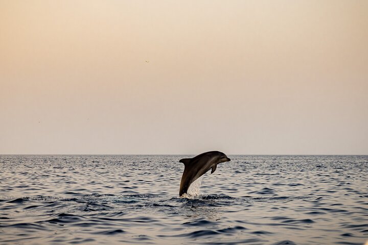 Dolphin Watching Sunset Speedboat Tour with Drinks in Rovinj