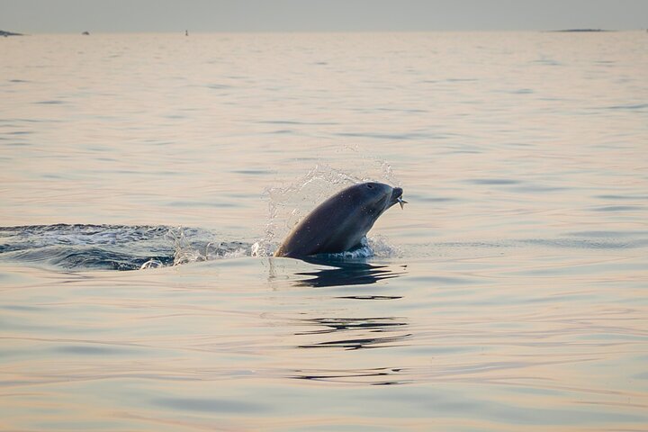Dolphin Watching Sunset Speedboat Tour with Drinks in Rovinj
