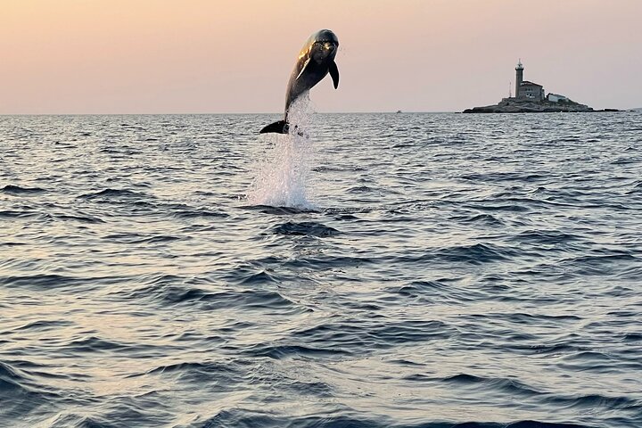 Dolphin Watching Sunset Speedboat Tour with Drinks in Rovinj