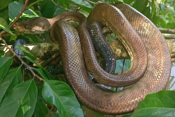 River and Mangrove Tour in Sierpe