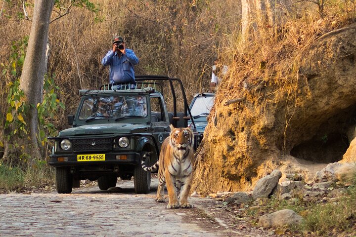 Thrilling Jeep Safari in Jim Corbett National Park with Guide