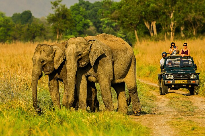 Thrilling Jeep Safari in Jim Corbett National Park with Guide