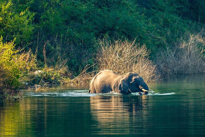 Thrilling Jeep Safari in Jim Corbett National Park with Guide