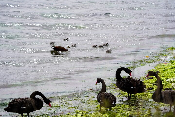 Clearwater Wildlife Tours (small group 10max) Otago Peninsula