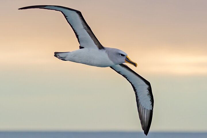 Clearwater Wildlife Tours (small group 10max) Otago Peninsula